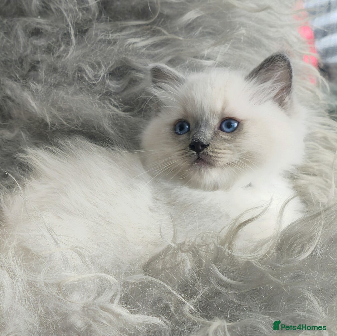 Ragdoll cats for sale: 🩵Pure Ragdoll Kittens Ready to be Reserved🩷 - Advert 10