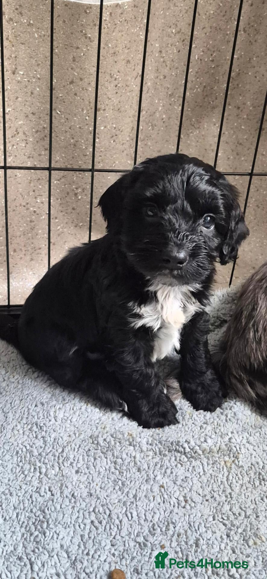 Cockapoo dogs  black n tan/ white cockapoo girls - Advert 18