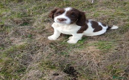 English Springer Spaniel dogs for sale: Springer spaniel pups  - Image 7