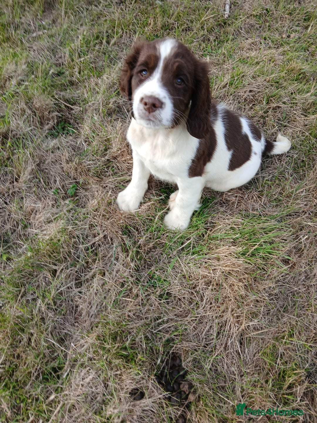 English Springer Spaniel dogs for sale: Springer spaniel pups  - Image 7
