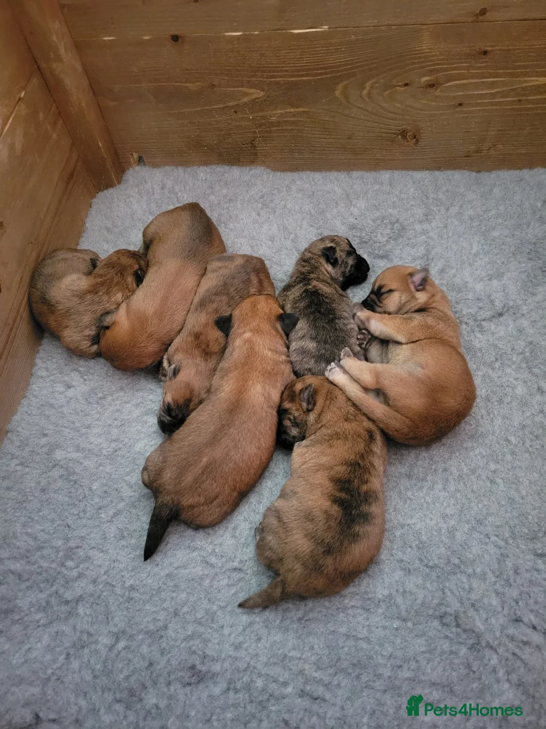 Cairn Terrier dogs for stud: Quality Health Tested & proven stud - Advert 14