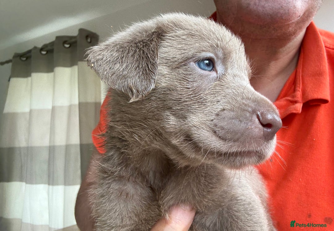 Labrador Retriever dogs for sale: Outstanding KC Registered Silver Labrador Puppies - Image 12