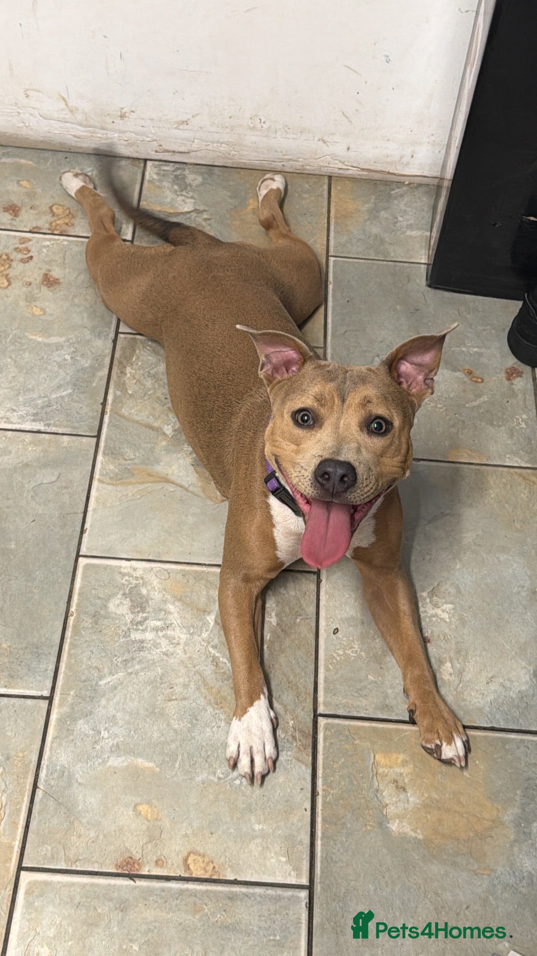 Staffordshire Bull Terrier dogs Stunning girl  - Advert 1