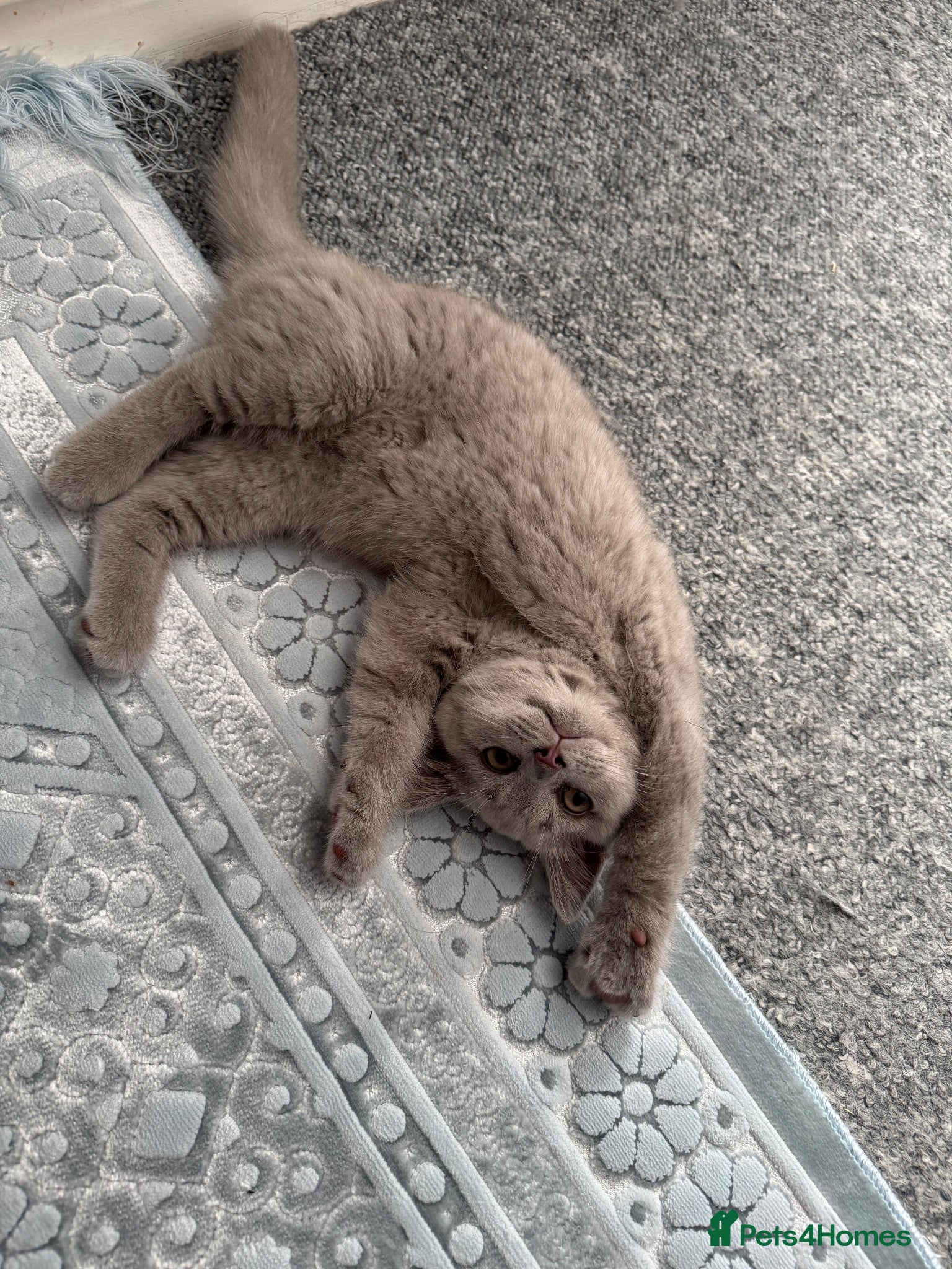 British Shorthair cats Pure BSH ❤️ Price drop due to last boy being alone - Advert 1
