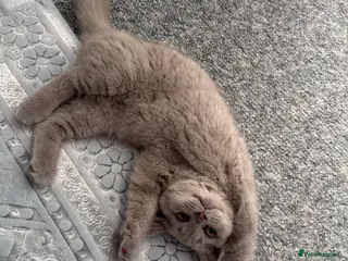 British Shorthair cats Pure BSH ❤️ Price drop due to last boy being alone - Advert 1