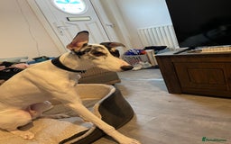 Mixed Breed dogs for sale: Flash  - Image 4