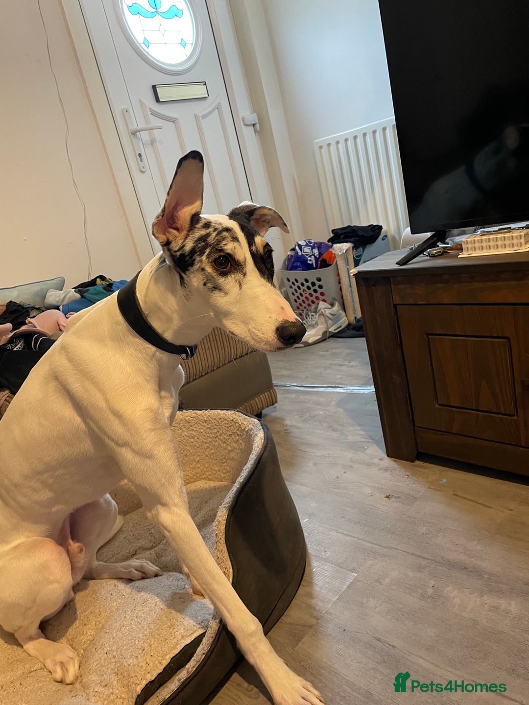 Mixed Breed dogs for sale: Flash  - Image 4