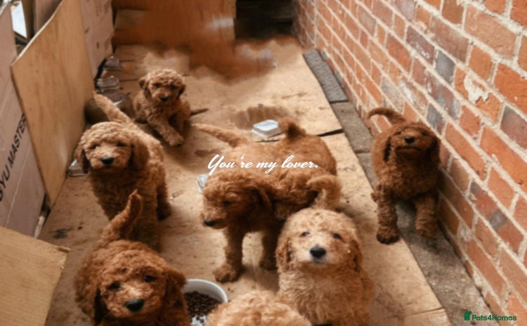 Standard Poodle dogs - Advert 1