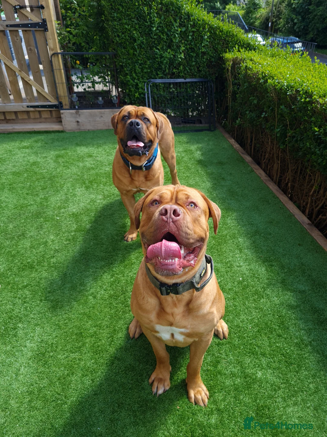 Dogue De Bordeaux dogs for stud: DOGUE DE BORDEUX STUD  in Glasgow - Advert 5
