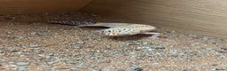 Leopard Gecko reptiles for sale: Friendly leopard gecko - Advert 8