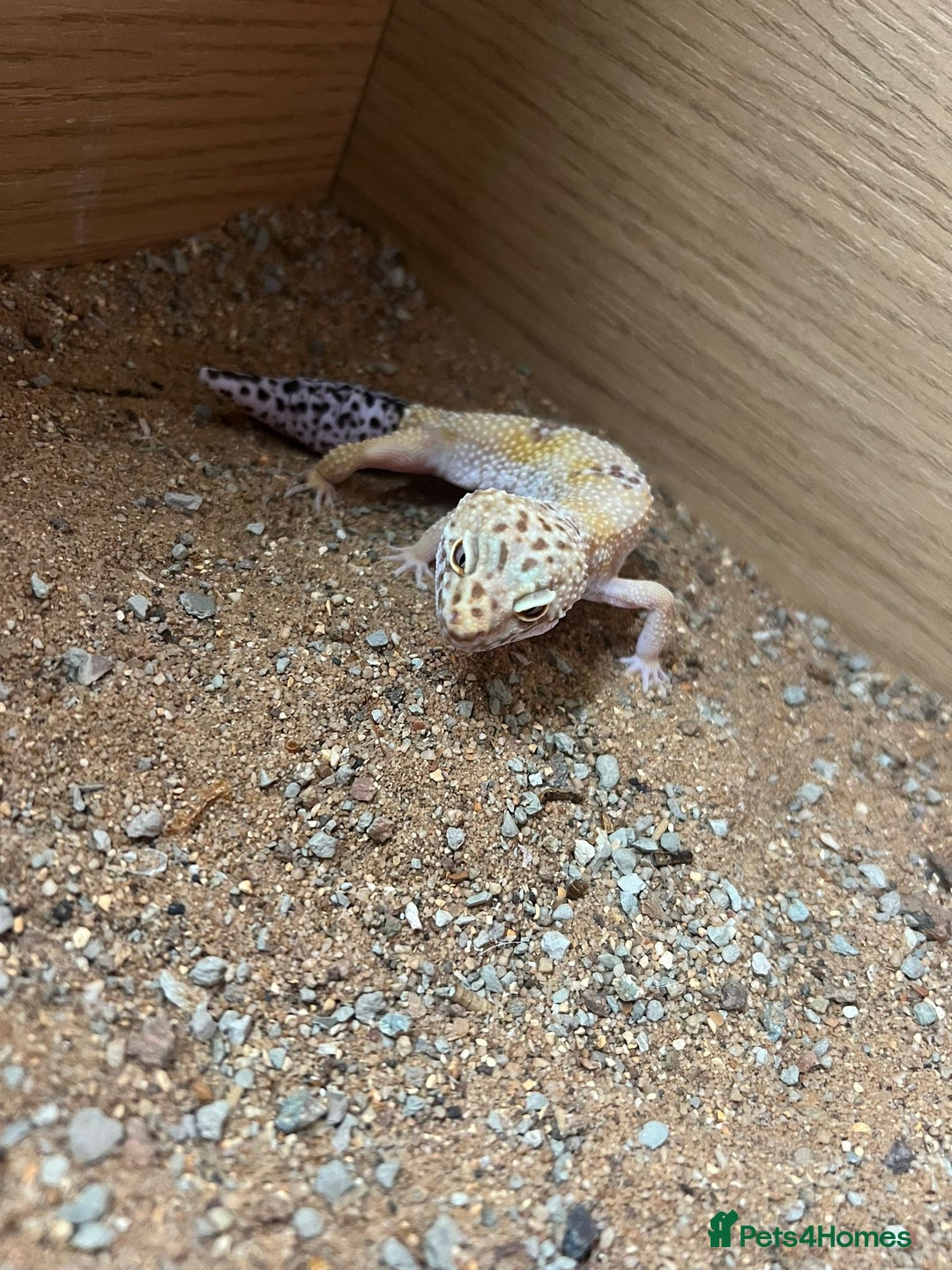 Leopard Gecko reptiles for sale: Friendly leopard gecko - Advert 8