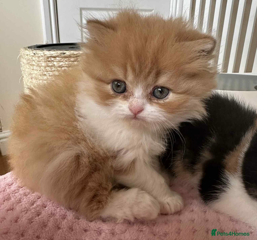 British Shorthair cats for sale: British Shorthair Pedigree Kittens - Image 8