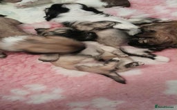 Lhasa Apso dogs for sale: Beautiful KCreg Lhasa Apso - Image 4