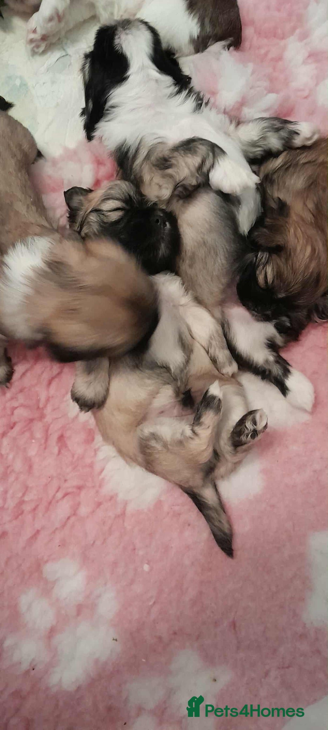 Lhasa Apso dogs for sale: Beautiful KCreg Lhasa Apso - Image 4