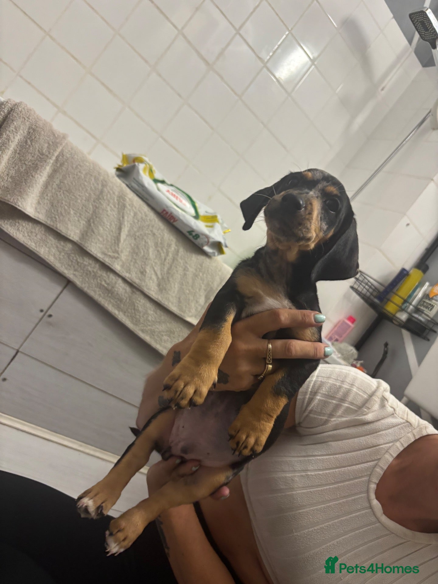 Mixed Breed dogs beautiful little boy - Advert 14