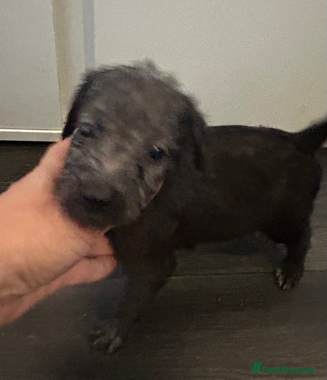 Mixed Breed dogs for sale: Beddlington x Whippet - Image 9