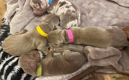 Miniature Dachshund dogs for sale: kc miniature dachshunds  - Image 5