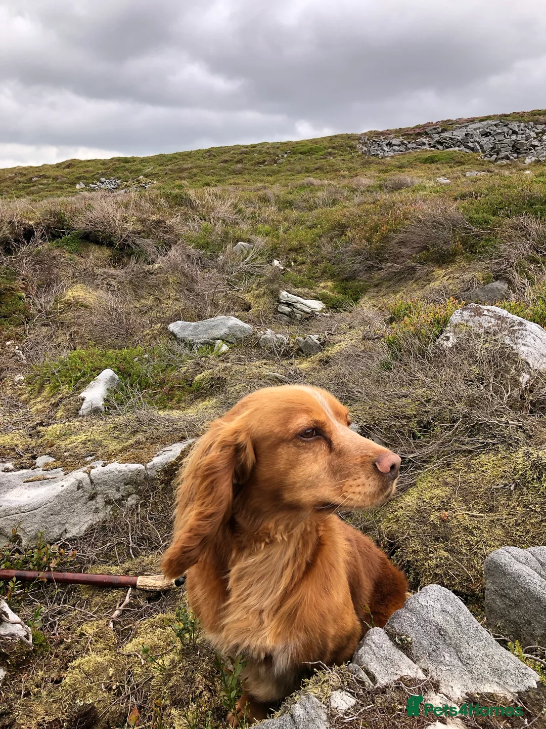 Cocker Spaniel dogs for stud: Fully Health tested Excellent Cocker now at stud in Lancaster - Advert 7