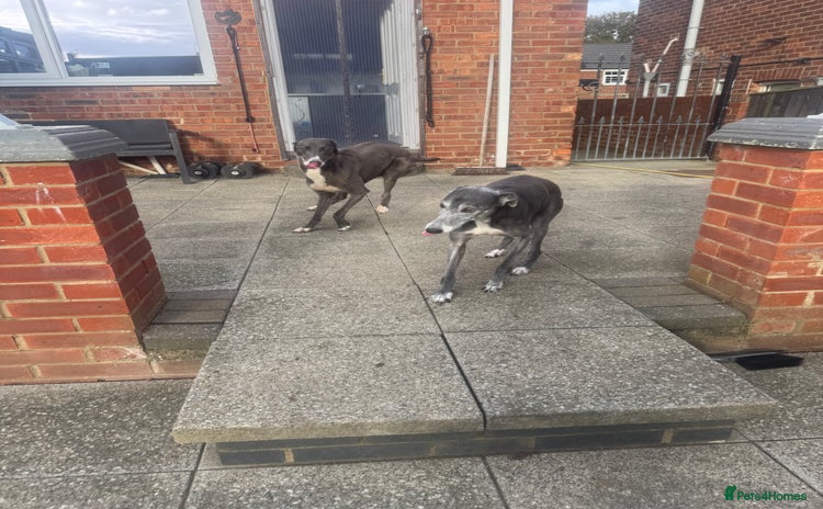 Lurcher dogs - Advert 1