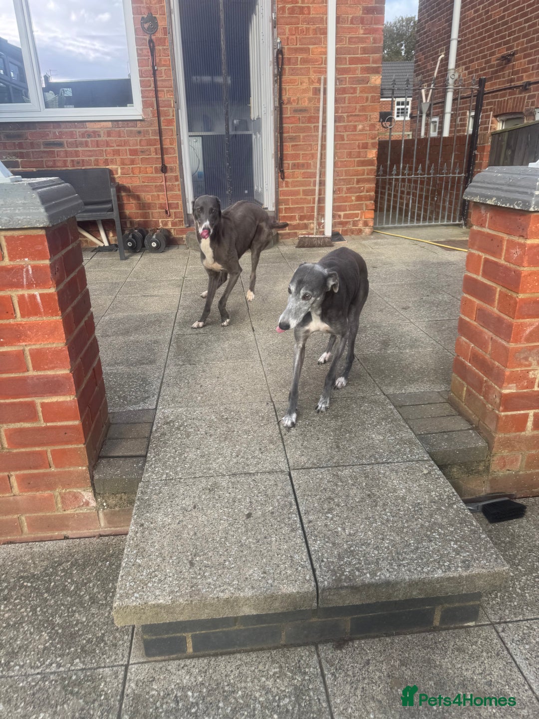 Lurcher dogs for sale: Lurches for sale  - Image 1