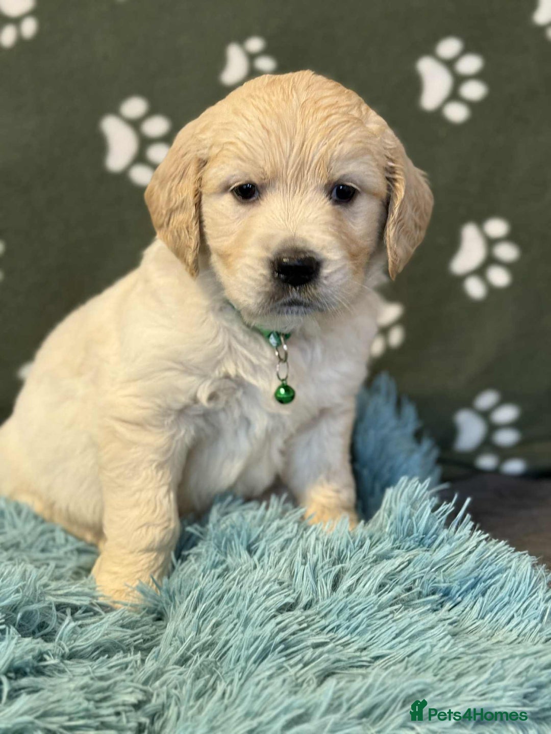 Golden Retriever dogs for sale: Stunning health tested Golden Retriever Puppies  - Advert 6