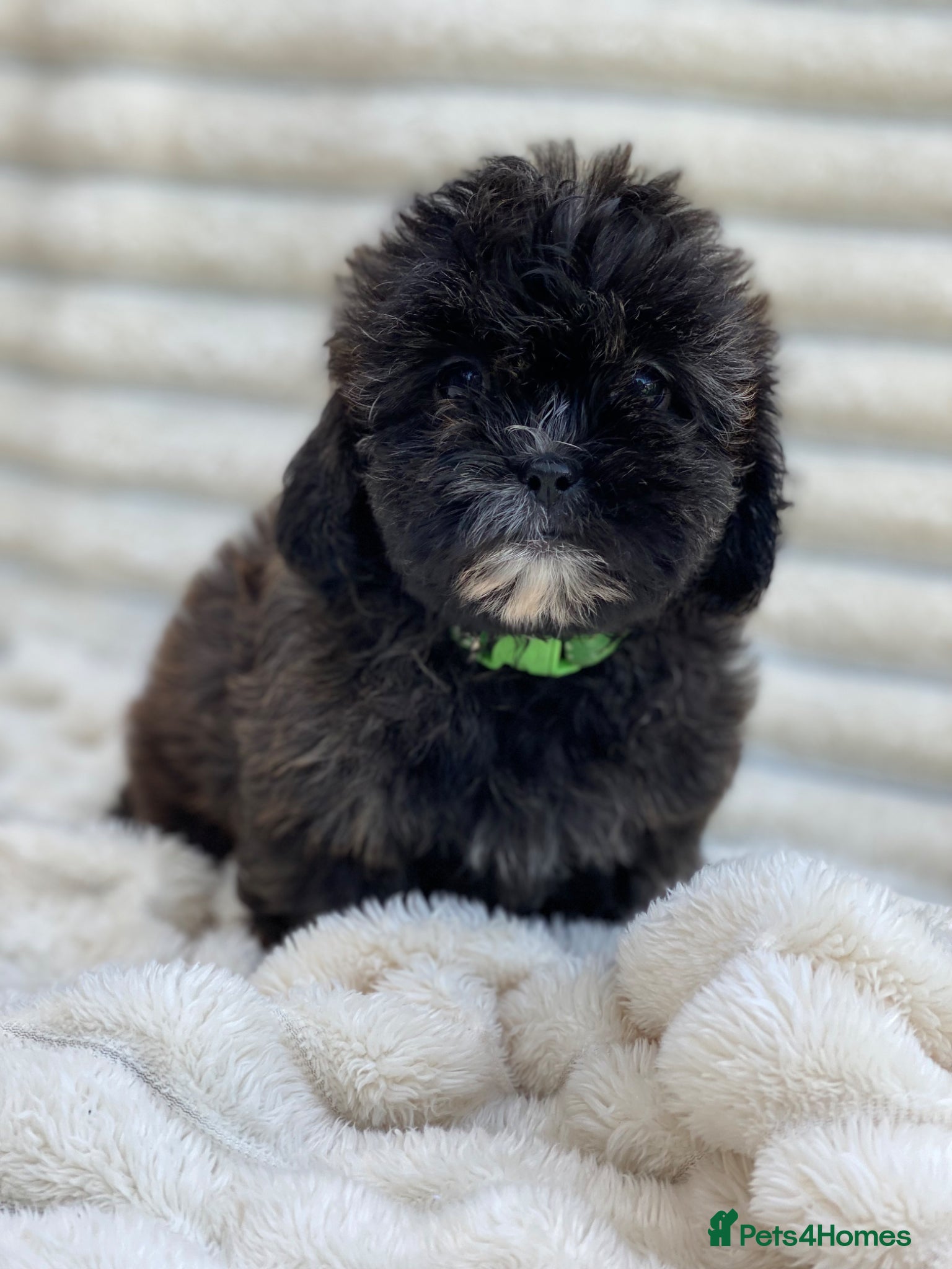 Shihpoo dogs Health tested shihpoos  - Advert 1
