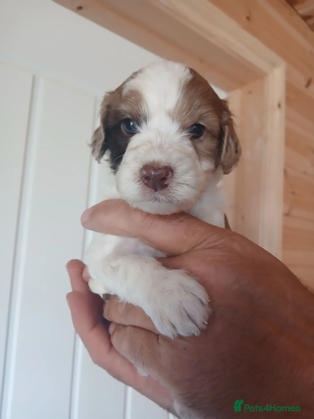 Cockapoo dogs for sale: Beautiful healthy F1 Cockapoo puppies - Advert 6