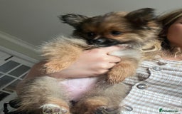 Pomchi dogs for sale: Gorgeous Pomchi girl  - Image 7