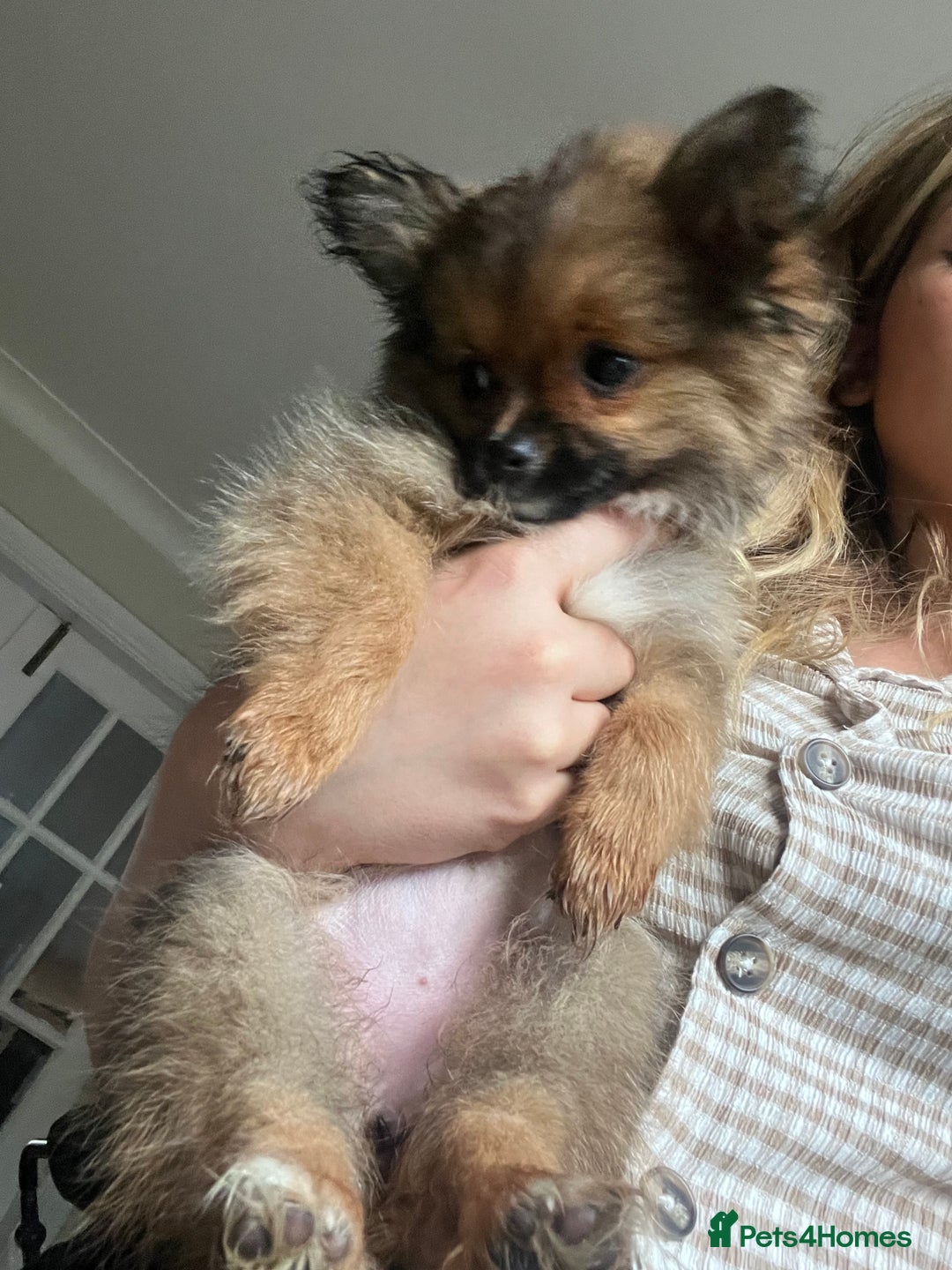 Pomchi dogs for sale: Gorgeous Pomchi girl  - Image 7
