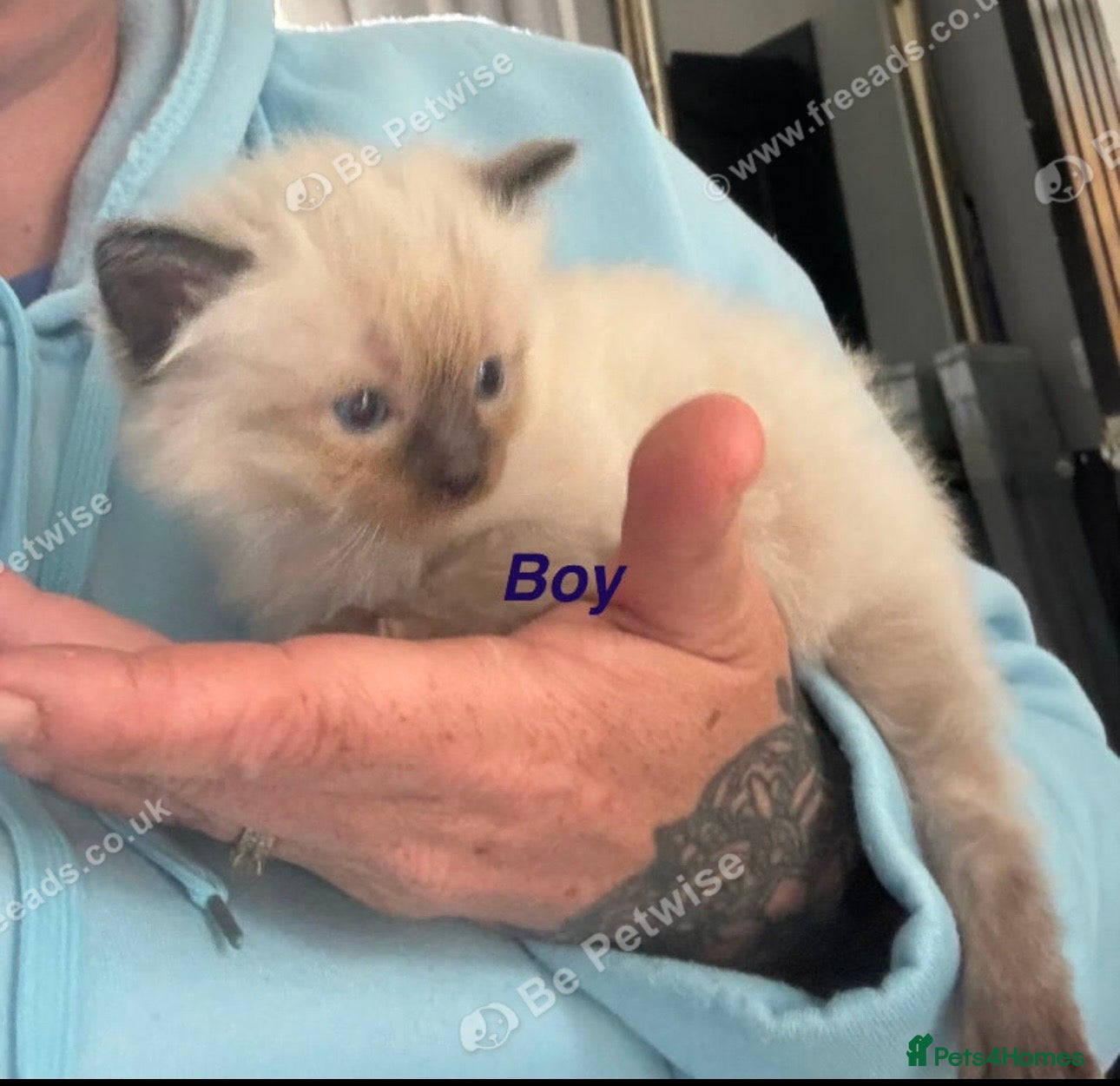 Ragdoll cats for sale: Ragdolls  - Advert 7