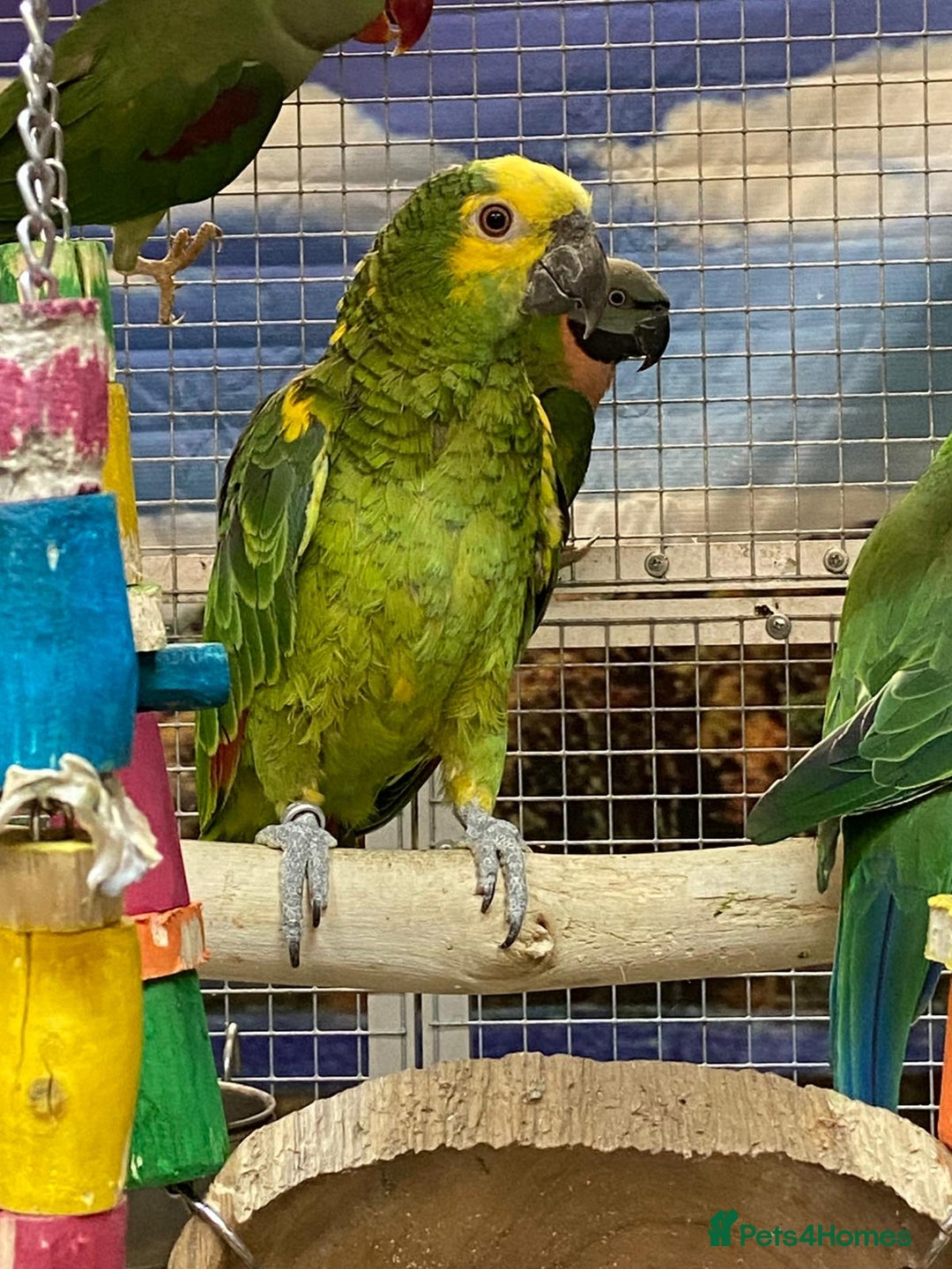 Parrots birds for sale: Stunning Birds/Parakeets/Parrots available  - Image 16