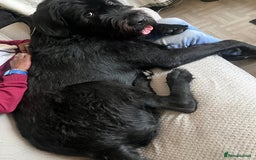 Mixed Breed dogs for sale: Cane corso cross giant schnauzer  - Image 1