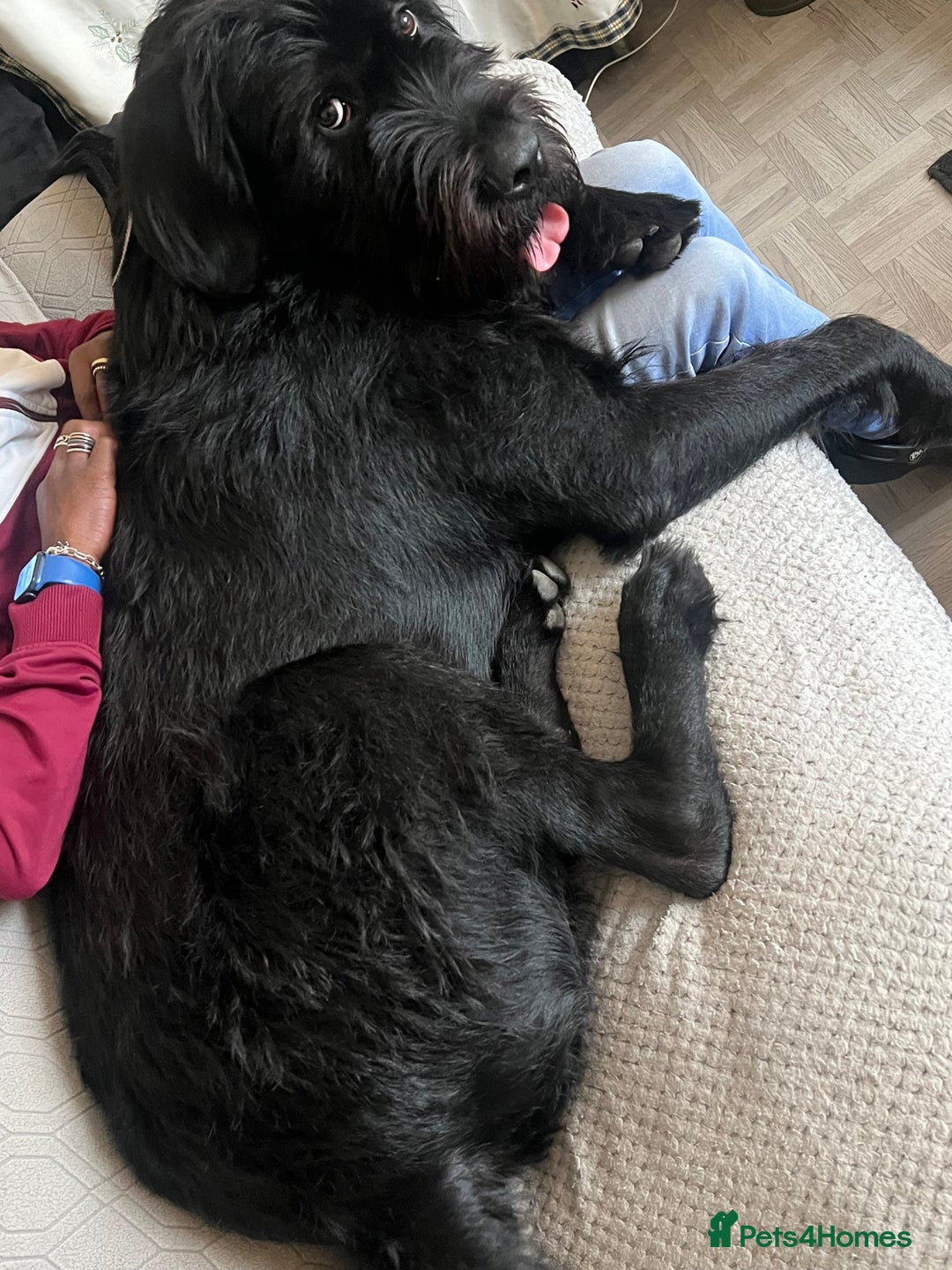 Mixed Breed dogs for sale: Cane corso cross giant schnauzer  - Image 1