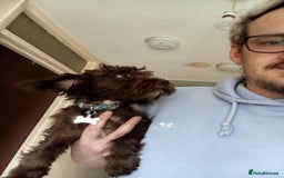 Jackapoo dogs for sale: Cadbury for Rehoming - Image 1