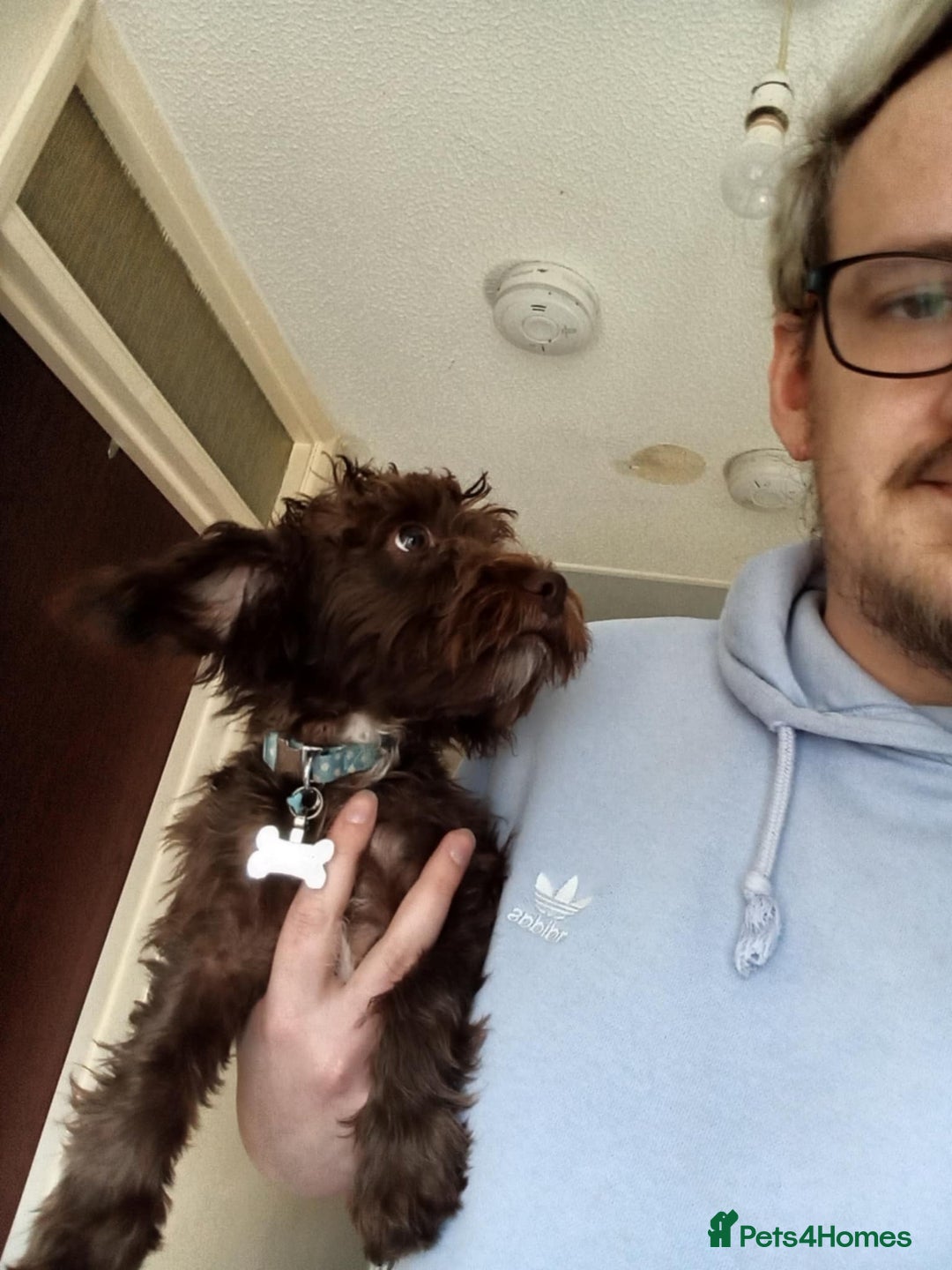 Jackapoo dogs for sale: Cadbury for Rehoming - Image 1