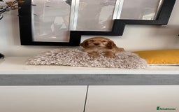 Mixed Breed dogs for sale: Adorable f2B Cockapoos  - Advert 8