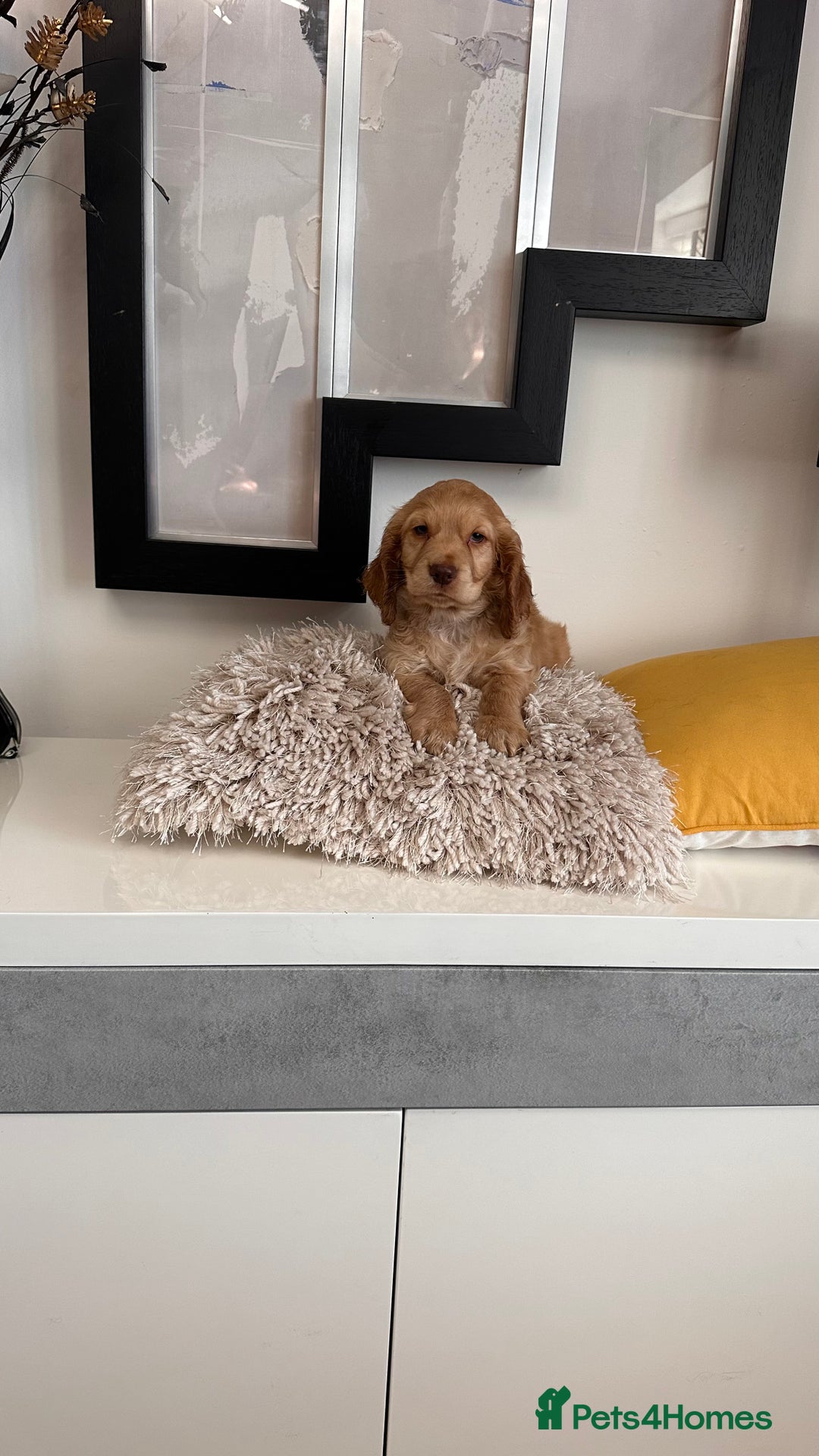 Mixed Breed dogs for sale: Adorable f2B Cockapoos  - Advert 8