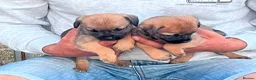 Border Terrier dogs for sale: KC registered Border Terrier Puppies in Dover - Advert 3