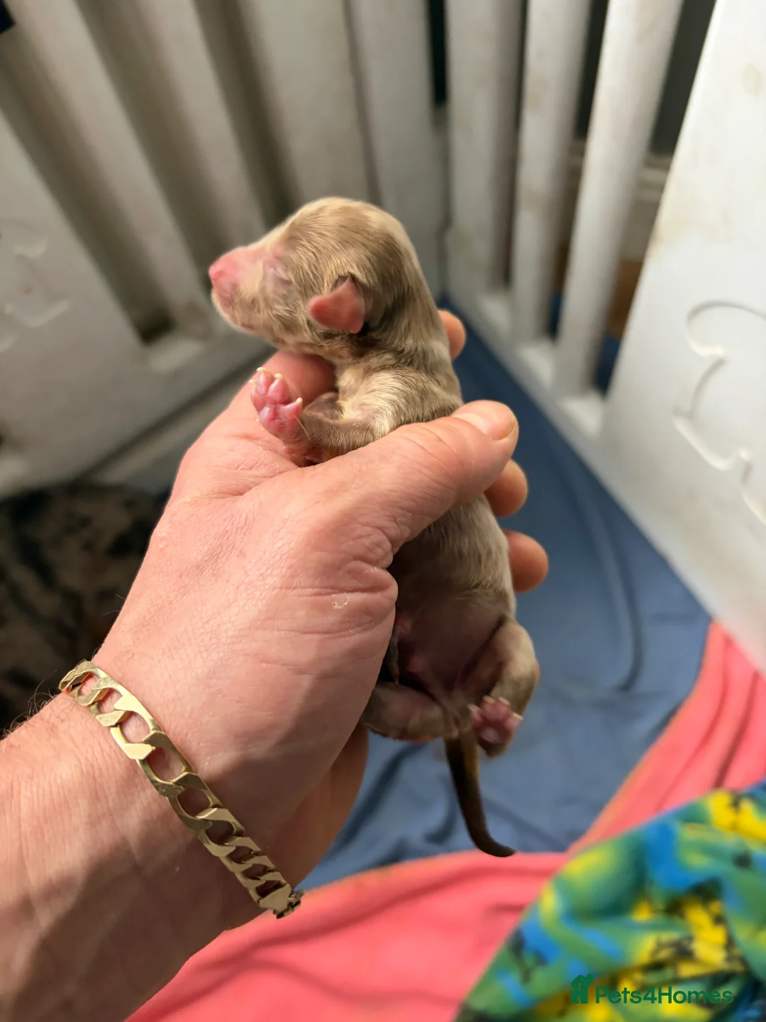 Miniature Dachshund dogs for sale: Miniature dachshund  - Advert 11