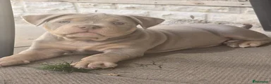 American Pocket Bully 6 Female