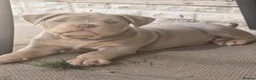 American Bully dogs for sale: Champion ABKC Line Bully Pups - Advert 4