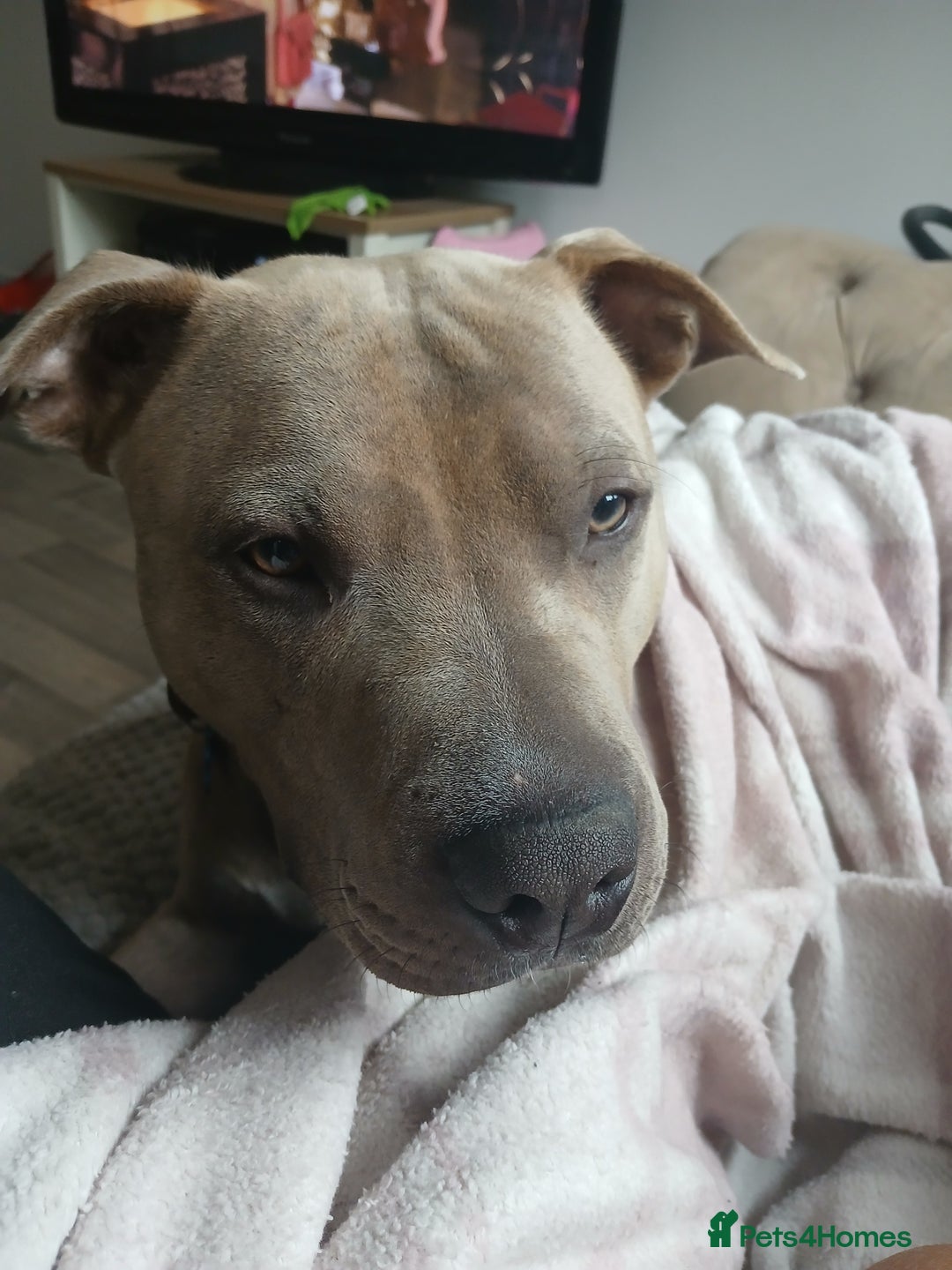 Mixed Breed dogs for sale: Rocky - Advert 5