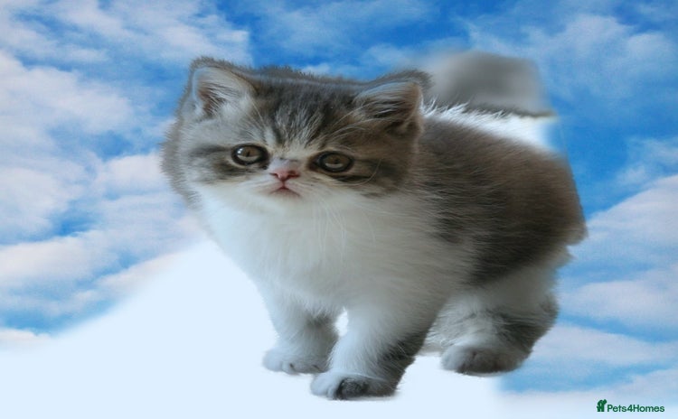 Exotic cats - Advert 2