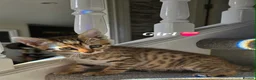 Mixed Breed cats for sale: Playful & Loving Bengal Cross Kittens in Berwick-upon-Tweed - Advert 4