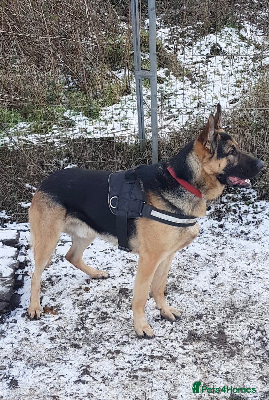 German Shepherd dogs Big straight back puppies  - Advert 1