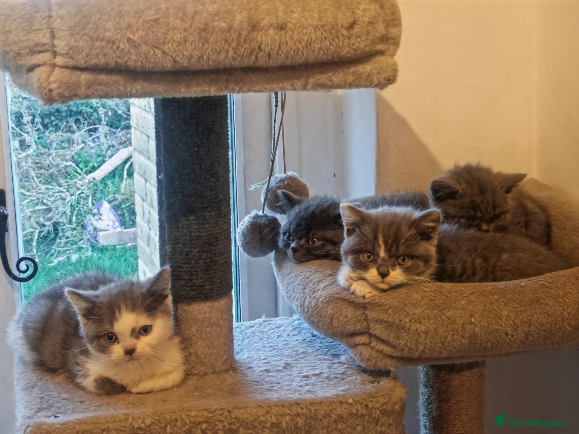 British Shorthair cats British shorthair blue and white bicolour kittens - Advert 3