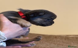 French Bulldog dogs for sale: Kc reg Fluffy Frenchies Ready Now  - Image 9