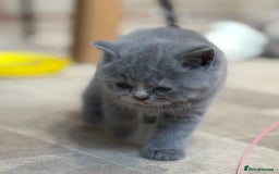 British Shorthair cats for sale: British Shorthair Kittens - Image 7