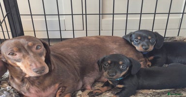 Miniature Dachshund dogs - Advert 16