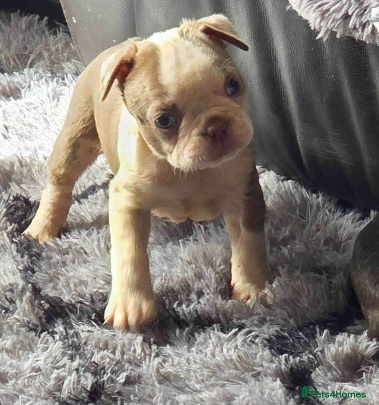 Boston Terrier dogs Stunning KC registered Boston Terrier puppies - Advert 1